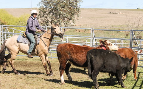 Snowy River Holiday Park - Stayed 4