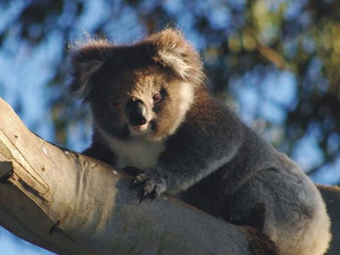 Bimbi Park Camping Under Koalas - Stayed 2