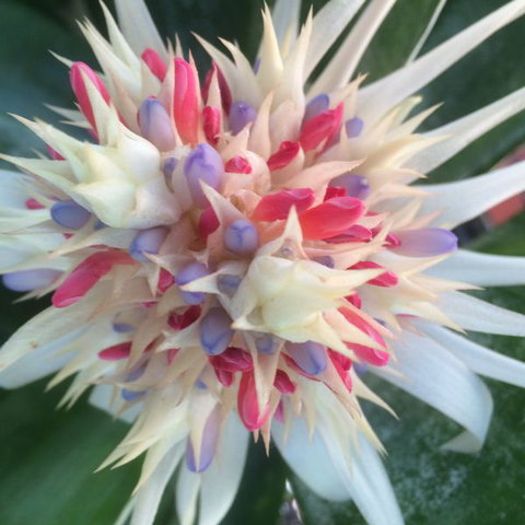 Bromeliad Bed And Breakfast - Stays Accommodation 11