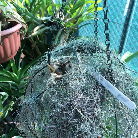 Bromeliad Bed And Breakfast - Stays Accommodation 13