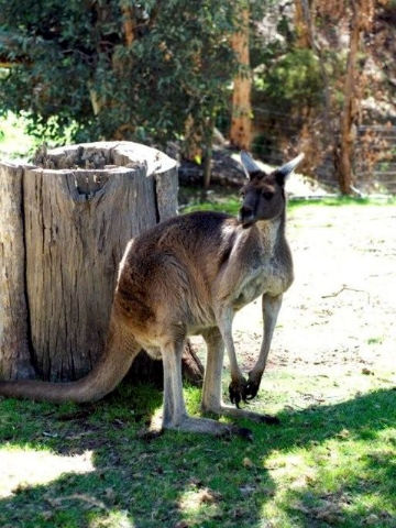 Toodyay Holiday Park & Chalets - Stayed 3