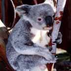 Wave Rock Hotel Motel - Stays Accommodation 5