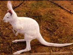 Wave Rock Hotel Motel - Stays Accommodation 6