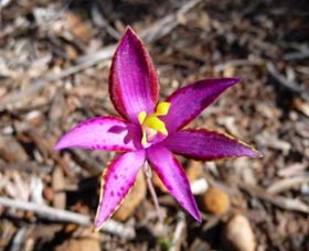 Mt Trio Bush Camp And Caravan Park - Stayed 2