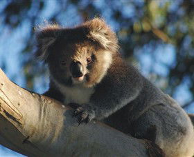 Bimbi Park Camping Under Koalas - Stayed 0