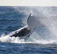 Whale Watching Sydney - Stays Accommodation