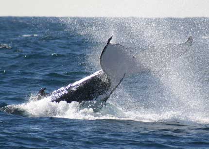 Whale Watching Sydney - Stays Accommodation 0