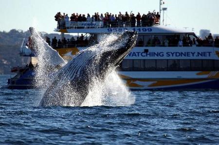 Whale Watching Sydney - Stays Accommodation 1