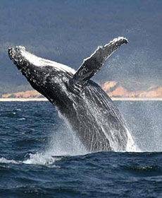 Whale Watching Sydney - Stays Accommodation 2