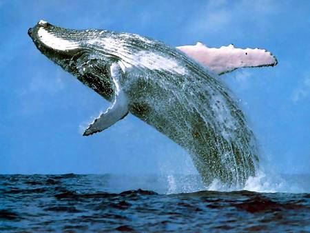Whale Watching Sydney - Stays Accommodation 3