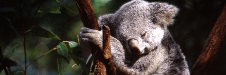 Koala and River Cruise by Mirimar Cruises - Stayed