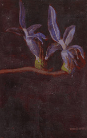 Red Hill Galleries - Stayed 2