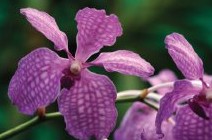 Richmond Wellness Centre - Stayed 2