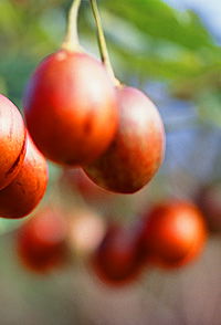 Tropical Fruit World - Stayed 0