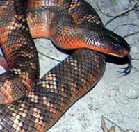 Armadale Reptile  Wildlife Centre - Stayed