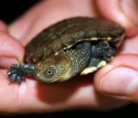 Perth Zoo - Stayed 1