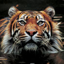 Perth Zoo - Stayed 2