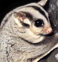 Perth Zoo - Stayed 3