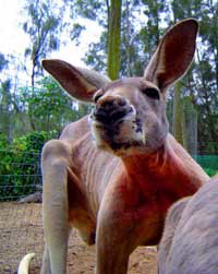 Birdland Animal Park - Stayed 3