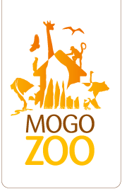 Mogo Zoo - Stayed