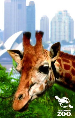 Taronga Zoo - Stayed 3