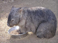 Wirrimbirra Sanctuary - Stayed 2