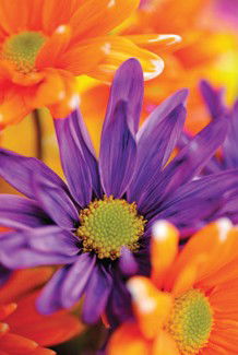 Warringal Shopping Centre - Stayed 3