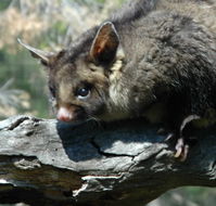 Moonlit Sanctuary Wildlife Conservation Park - Stayed
