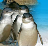 Phillip Island Penguin Parade - Stayed