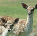 Marapana Wildlife Park - Stayed