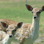 Marapana Wildlife Park - Stayed 0