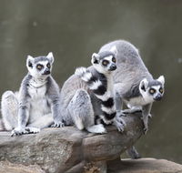 Adelaide Zoo - Stayed