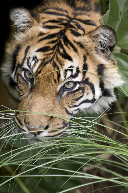 Adelaide Zoo - Stayed 1