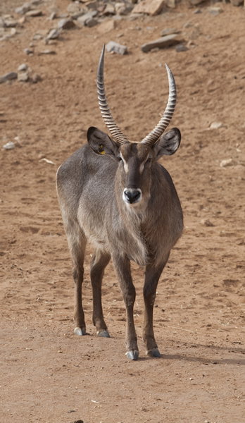 Monarto Zoo - Stayed 1