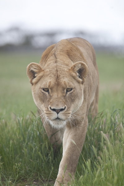 Monarto Zoo - Stayed 2