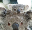 Billabong Koala and Wildlife Park - Stayed