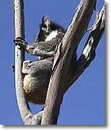 OZe Wildlife - Stayed 2