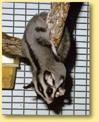 OZe Wildlife - Stayed 3