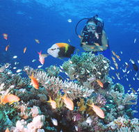Drop Zone Dive Site - Stayed