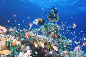 Book Hamilton Island QLD Attractions Stayed Stayed