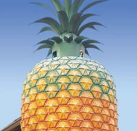 The Big Pineapple - Stayed