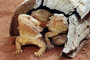 Alice Springs Reptile Centre - Stayed 0