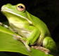 The Rainforest Habitat - Stayed