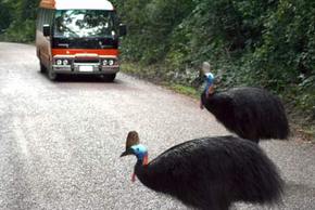 Kookaburra Tours - Stayed 0