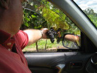 Mount Tamborine Winery & Homestead - Stays Accommodation 1