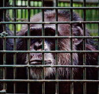 Rockhampton Zoo - Stayed