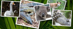 Rockhampton Zoo - Stayed 2