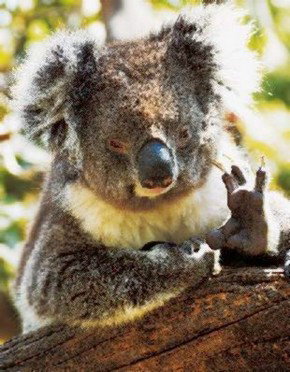 Cudlee Creek SA Stayed