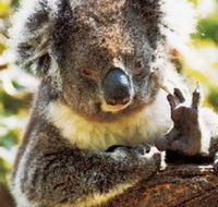 Gorge Wildlife Park - Stayed