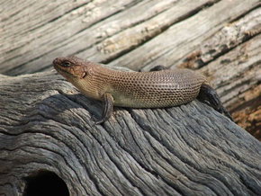 Kyabram Fauna Park - Stayed 2